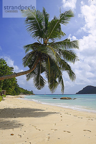 Palme am Strand Anse Boudin  Insel Praslin  Seychellen  Afrika