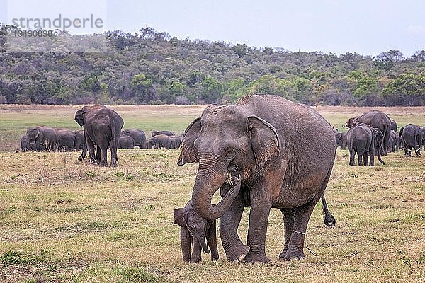 Gehörte Sri Lankische Elefanten (Elephas maximus maximus)  Muttertier mit Jungtier  Wasgamuwa National Park  Sri Lanka  Asien