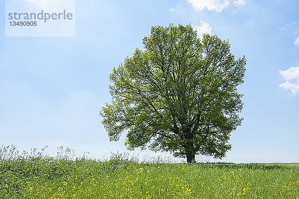 Stieleiche (Quercus robur)  Solitärbaum  Thüringen  Deutschland  Europa