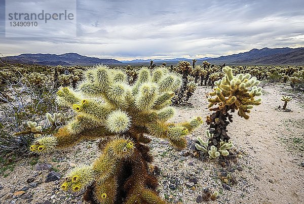 Wüstenlandschaft mit Teddybär-Collas (Cylindropuntia bigelovii)  gelb blühend  Cholla Cactus Garden Trail  Joshua Tree National Park  Desert Center  Kalifornien  USA  Nordamerika