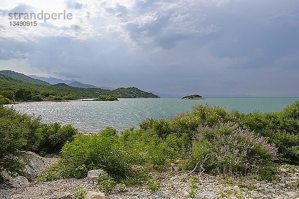 Nationalpark Skadar See  Südufer des Skadar Sees  Skadarsko Jezero  Skje bei Bar  Montenegro  Europa