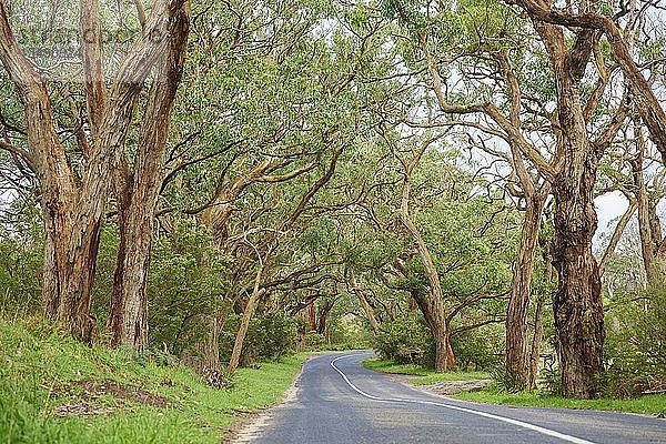 Straße durch einen Eukalyptuswald  Great Otway National Park  Australien  Ozeanien