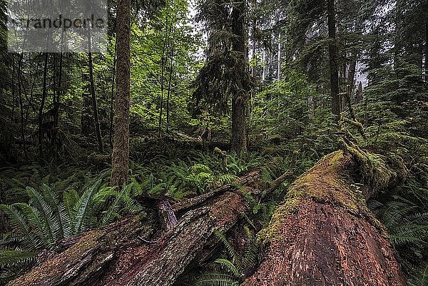Dichte Vegetation  Regenwald in Cathedral Grove  Pacific Rim National Park  Vancouver Island  British Columbia  Kanada  Nordamerika
