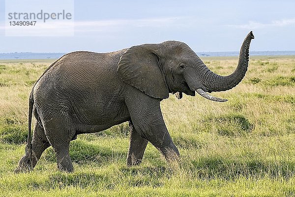 Afrikanischer Elefant (Loxodonta africana)  Amboseli-Nationalpark Kenia Ostafrika
