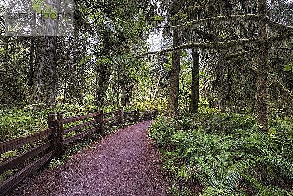 Regenwaldpfad  Cathedral Grove  Pacific Rim National Park  Vancouver Island  British Columbia  Kanada  Nordamerika