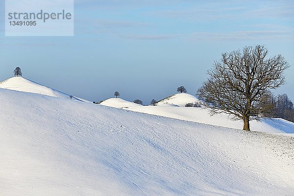 Schneebedeckte Moränenlandschaft  mit Linden (Tilia) auf Hügeln  Hirzel  Kanton Zürich  Schweiz  Europa