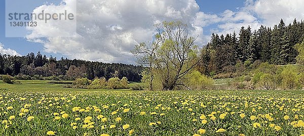 Pusteblumenwiese im Morsbachtal  Emsing  Titting  Naturpark AltmÃ¼hltal  Bayern  Deutschland  Europa