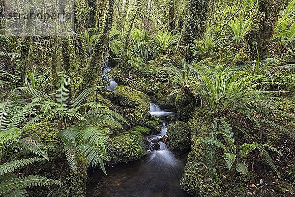 Bach mit Farnen im dichten Regenwald  Fiordland National Park  Southland  Neuseeland  Ozeanien