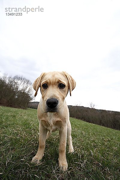Hund  Labrador  Golden Retriever  Welpe