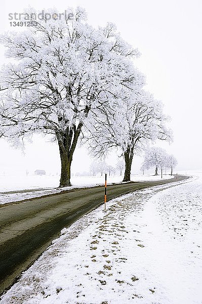 Frostbedeckte Bäume am Straßenrand  Deutschland  Europa