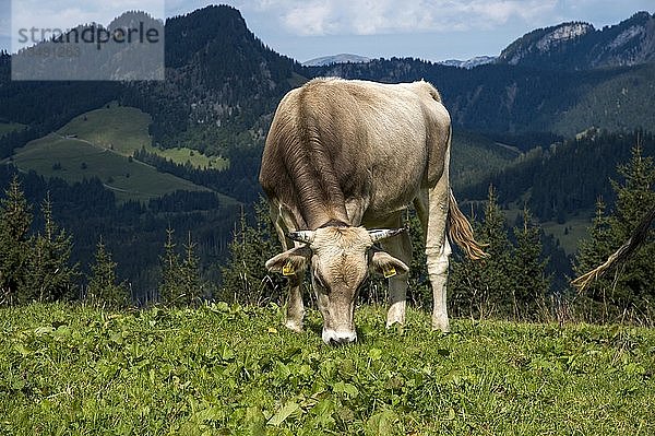 Kuh  Milchkuh auf einer Weide  SÃ¶llereck  Oberstdorf  Bayern  Deutschland  Europa