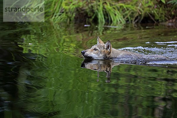 Grauwolf (Canis lupus)  Jungtier schwimmend im Wasser  Pine County  Minnesota  USA  Nordamerika