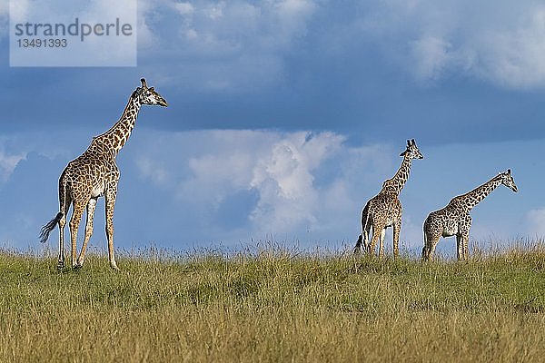 Giraffen (Giraffa camelopardalis)  drei Tiere  die durch die Grassavanne laufen  Masai Mara  Kenia  Afrika