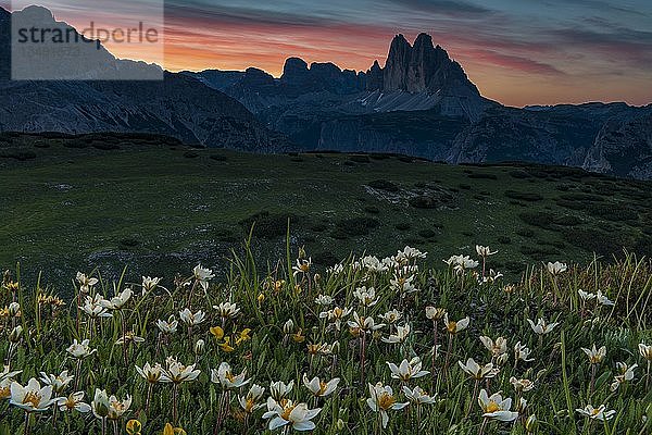 Drei Zinnenmassiv bei Sonnenaufgang mit Blüten der Weißen Dryade (Dryas octopetala) im Vordergrund  Plätzwiese  Fanes-Nationalpark  Toblach  Dolomiten  Italien  Europa