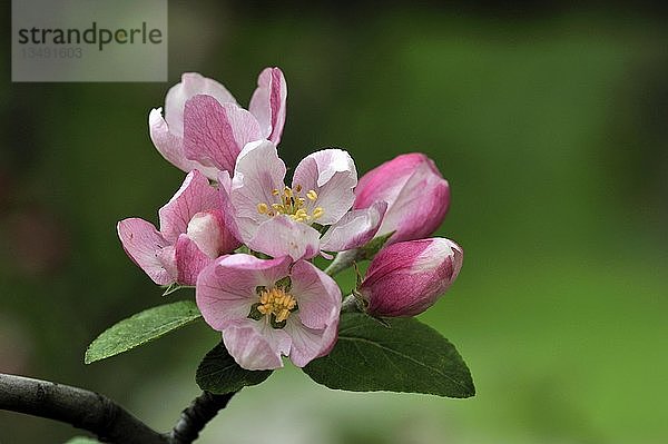 Blüten des Europäischen Wildapfels (Malus sylvestris  Unterart orientalis)