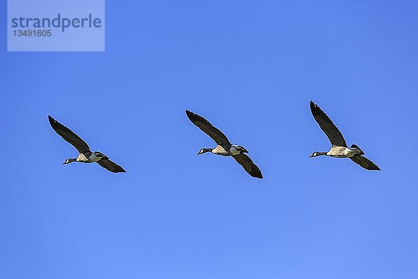 Kanadagänse (Branta canadensis) im Flug  blauer Himmel  bei Morrisburg  Provinz Ontario  Kanada  Nordamerika