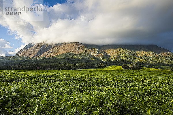 Teeplantage am Berg Mulanje  Malawi  Afrika