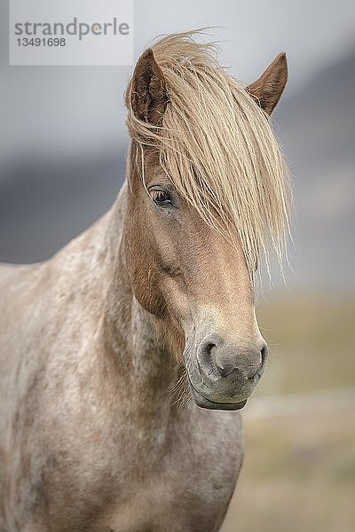 Islandpferd (Equus islandicus) mit heller Mähne  Tierportrait  NorÃ°urland vestra  Island  Europa