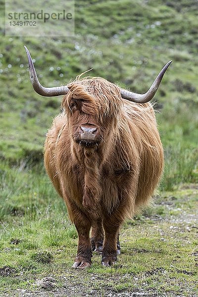Schottische Hochlandrinder (Bos taurus) auf einer Weide  Isle of Skye  Innere Hebriden  Schottland  Vereinigtes Königreich  Europa