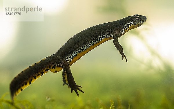 Bergmolch (Ichthyosaura alpestris)  unter Wasser  Berchtesgadener Land  Bayern  Deutschland  Europa