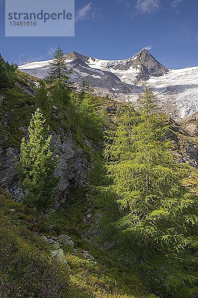 Europäische Lärchen (Larix decidua) und Zirben (Pinus cembra) an der Baumgrenze  hinter Schwarze Wand und Hoher Zaun  Venedigergruppe  Nationalpark Hohe Tauern  Osttirol  Österreich  Europa