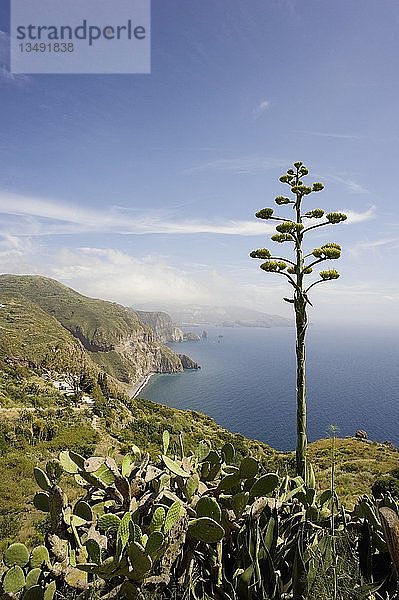 Blühende Agave (Agavoideae) vor der Bucht des Valle Muria  Insel Lipari  am Horizont die Insel Vulcano  Sizilien  Italien  Europa