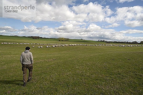 Hirte kontrolliert seine Schafherde auf der Weide  Mecklenburg-Vorpommern  Deutschland  Europa