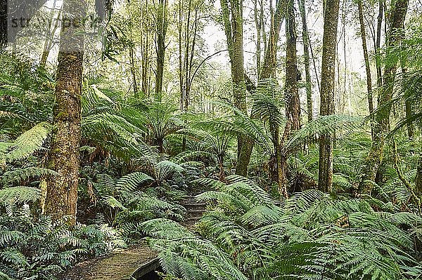 Weg durch Wald mit Farnbäumen (Cyatheales)  Great Otway National Park  Victoria  Australien  Ozeanien