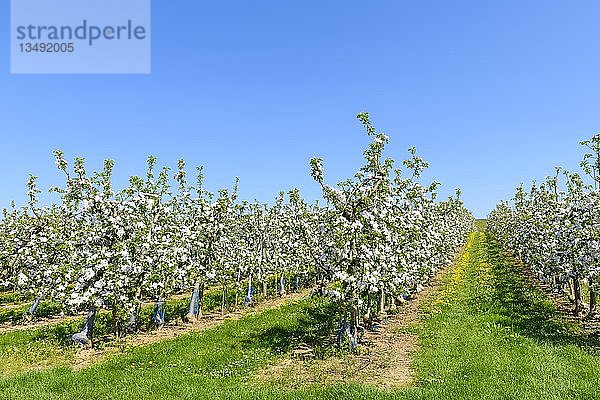 Apfelplantage im FrÃ¼hling  Lauffen am Neckar  Baden-WÃ¼rttemberg  Deutschland  Europa
