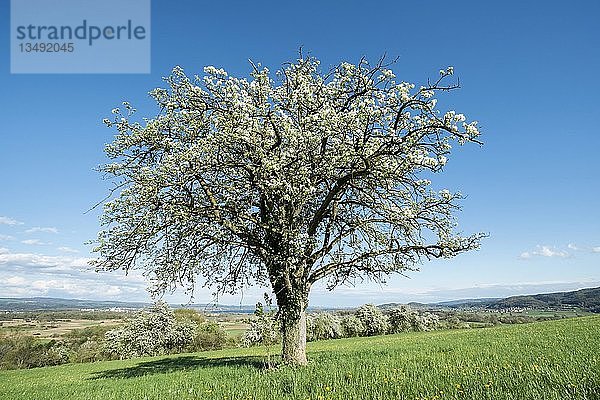 Alter Obstbaum in Blüte auf einer Wiese  Baden-WÃ¼rttemberg  Deutschland  Europa