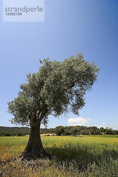 Einsamer Olivenbaum (Olea europaea) am Rande einer Sommerwiese  Toskana  Italien  Europa