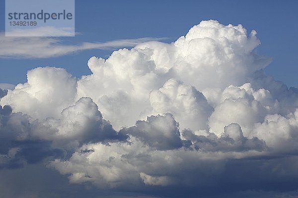 Wolkenbildung am blauen Himmel  Haufenwolken  Kumuluswolken  Schleswig-Holstein  Deutschland  Europa
