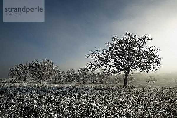 Raureif bedeckt Gras und ApfelbÃ¤ume an einem nebligen Morgen  Baden-WÃ¼rttemberg  Deutschland  Europa