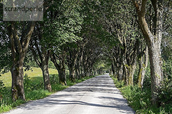 Allee bei Stanczyki  Ermland-Masuren  Polen  Europa