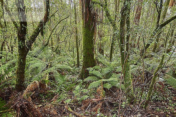 Wald mit Farnen  Great Otway National Park  Victoria  Australien  Ozeanien