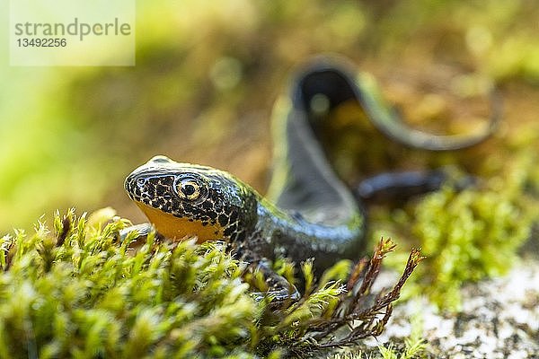 Bergmolch (Ichthyosaura alpestris)  sitzt im Moos  Berchtesgadener Land  Bayern  Deutschland  Europa