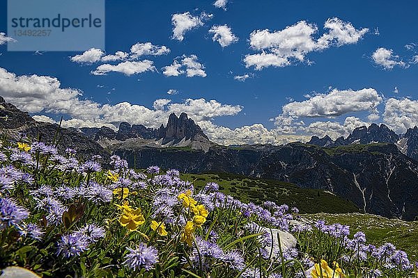 Blumenwiese vor Bergpanorama  Globularia nudicaulis (Globularia nudicaulis) mit Drei Zinnen von Lavaredo  Plätzwiese  Dolomiten  Fanes-Nationalpark  Toblach  Italien  Europa