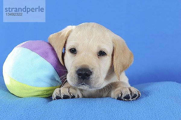 Labrador Retriever  gelb  Welpe 5 Wochen  in der Nähe von Spielball  Österreich  Europa