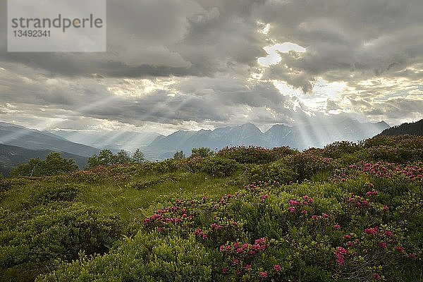 Naunzalm mit blühenden Rostblättern Rostblättrige Alpenrose (Rhododendron ferrugineum)  bewölkter Himmel  hinter dem Karwendelgebirge  Tuxer Voralpen  Tirol  Österreich  Europa