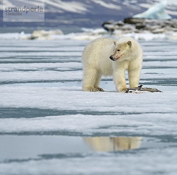Eisbär (Ursus maritimus)  Jungtier mit Robbenfell  füttert eine gefangene Robbe auf einer Eisscholle  Svalbard  Norwegische Arktis  Norwegen  Europa