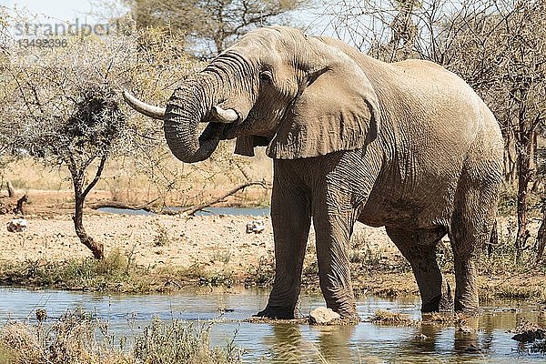 Elefantenbulle (Loxodonta africana) an der Wasserstelle  Erindi-Reservat  Namibia  Afrika