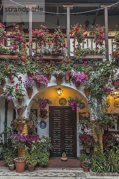 Viele bunte Blumen in Blumentöpfen an einer Hauswand im Innenhof  Fiesta de los Patios  Córdoba  Andalusien  Spanien  Europa