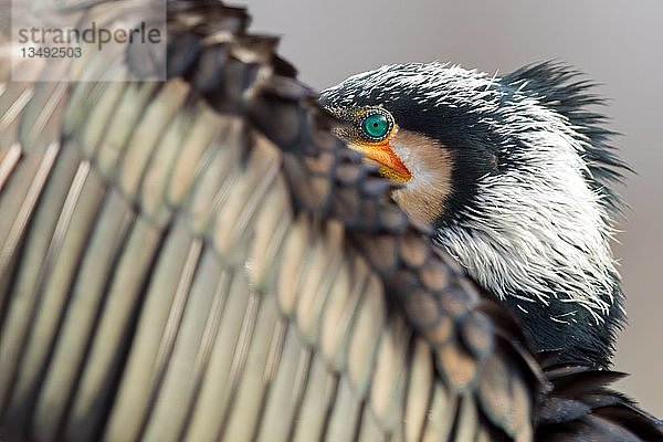Kormoran (Phalacrocorax carbo)  Alter Vogel trocknet seine FlÃ?gel  KiskunsÃ¡g National Park  Ungarn  Europa