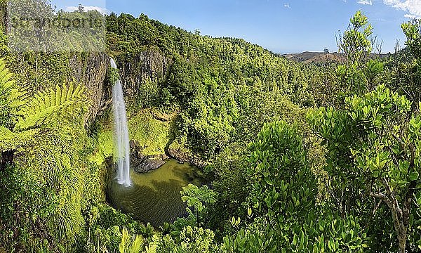 Wand aus Säulenbasalt mit Wasserfall Bridal Veil Falls  tropische Vegetation  Pakoka River  Makomako  Waikato  Nordinsel  Neuseeland  Ozeanien