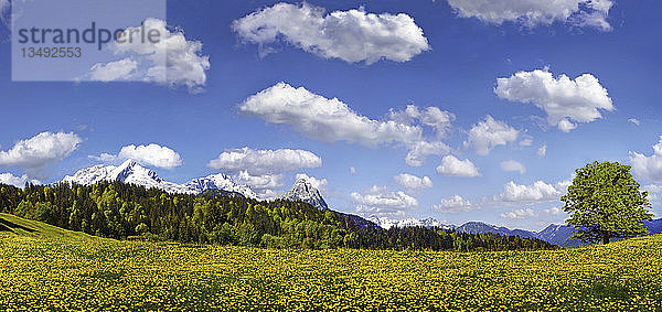 Blühende Alm unter blauem Himmel mit weißen Wolken  Zugspitzmassiv bei Partenkirchen  Partenkirchen-Eckbauer  Bayern  Deutschland  Europa