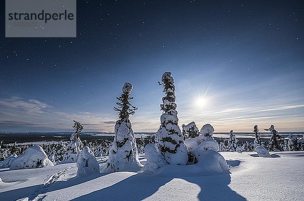 Nachtaufnahme mit Sternenhimmel im Winter  schneebedeckte Kiefern (Pinus) im Riisitunturi-Nationalpark  Posio  Lappland  Finnland  Europa