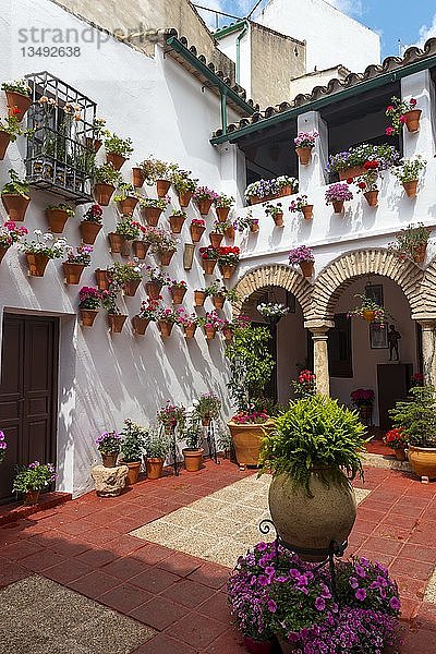 Viele Blumen in Blumentöpfen im Innenhof an einer Hauswand  Fiesta de los Patios  Córdoba  Andalusien  Spanien  Europa