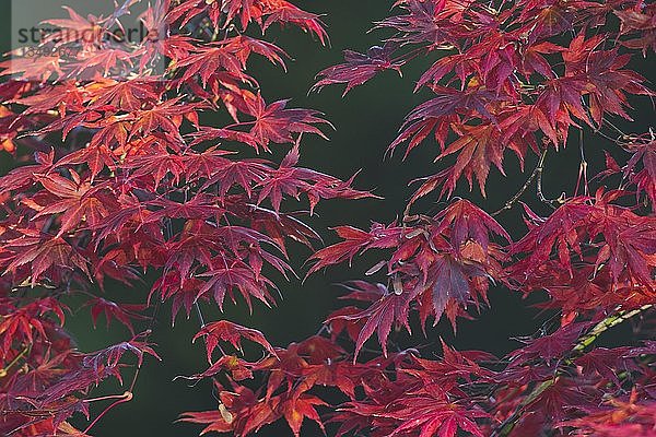 Glatter Japanischer Ahorn (Acer palmatum)  Sorte Trompenburg  rote Herbstfärbung  Emsland  Niedersachsen  Deutschland  Europa
