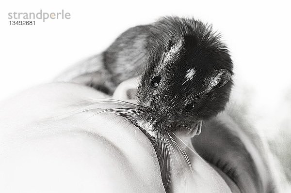 Maus als Begleiter und Freund  der sich im Gesicht eines Mädchens verkriecht