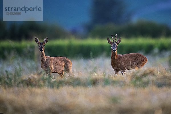 Europäischer Rehbock mit Hirschkuh (Capreolus capreolus)  Wittlich  Rheinland-Pfalz  Deutschland  Europa